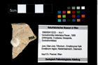 Foto (Objekt + Etikett) von Goniodromites bidentatus (Reuss, 1858)  (NHMW-GEO-1990-0041-3233)